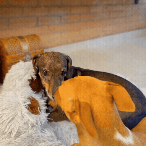 Cama para Cachorro Pata Cinza – da Ronron - Ronron Home